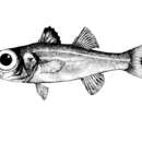 Image of Bigeye