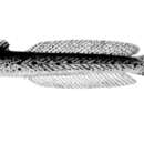 Image de Pseudapocryptes borneensis (Bleeker 1855)