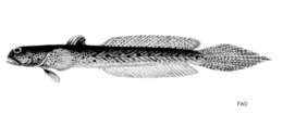 Pseudapocryptes borneensis (Bleeker 1855) resmi