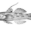 Image de Pseudogobiopsis oligactis (Bleeker 1875)