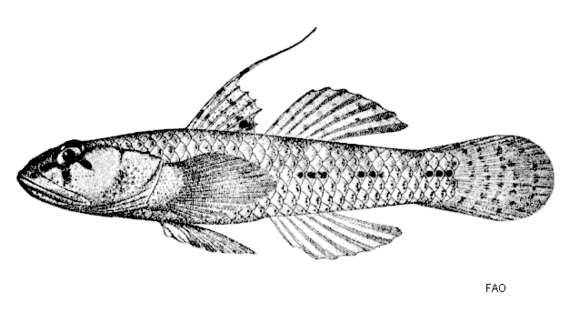 Plancia ëd Pseudogobiopsis