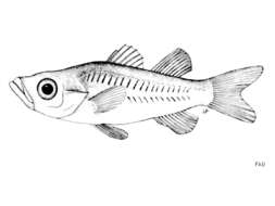 Image of Microichthys coccoi Rüppell 1852