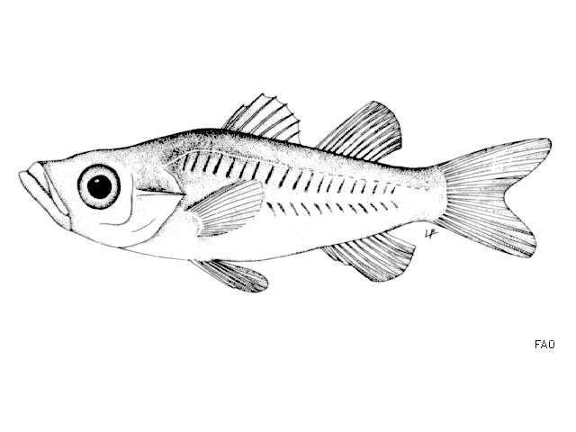 Image of Microichthys coccoi Rüppell 1852