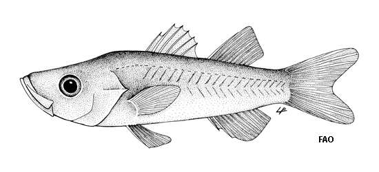 Image of Microichthys sanzoi Sparta 1950