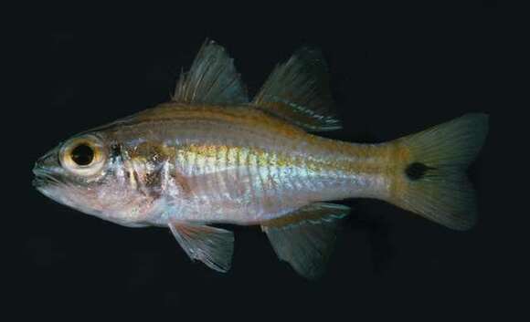 Image of Cardinalfish