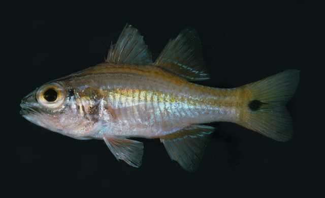 Image of Cardinalfish