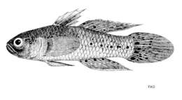 Image of Stigmatogobius