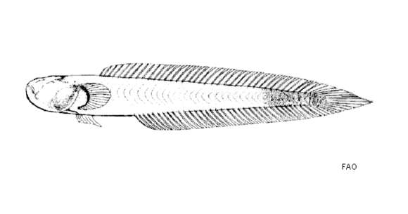 Image of Caragobius