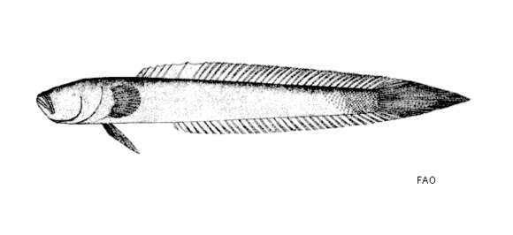 Image of Caragobius