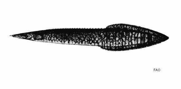 Image of Buff-backed spiny eel