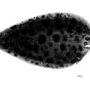 Image of Sole
