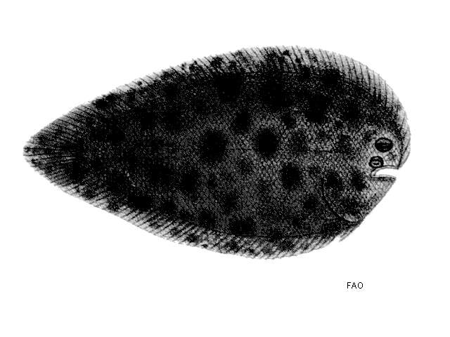Image of Sole