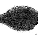 Image de Achiroides melanorhynchus (Bleeker 1850)