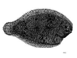 Image de Achiroides melanorhynchus (Bleeker 1850)