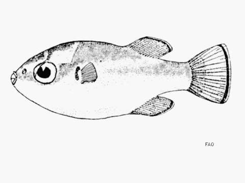 Image of Redeye puffer