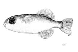 Image of Greenbottle pufferfish