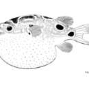 Image of Eyespot pufferfish