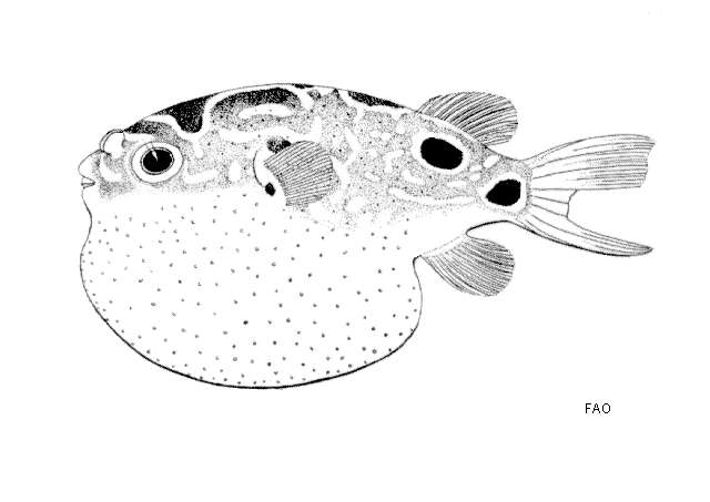 Image of Eyespot pufferfish