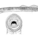 Image of Parasitic river lamprey