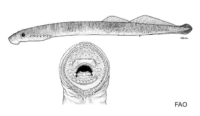 Image of Parasitic river lamprey