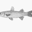 Image of Yellow-tail mullet