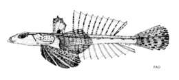 Image of Indian river dragonet