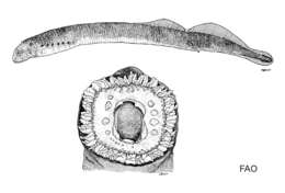 Image of Central California brook lamprey