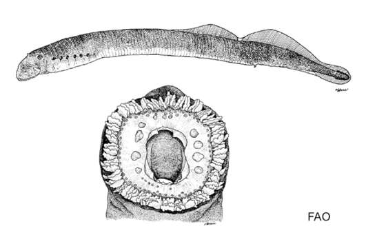 Image of Central California brook lamprey
