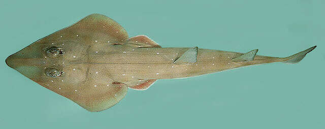 Image of Spotted guitarfish