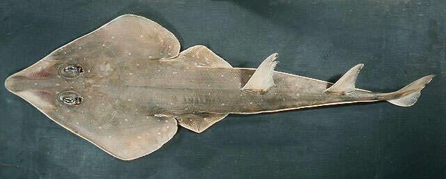 Image of Spotted guitarfish