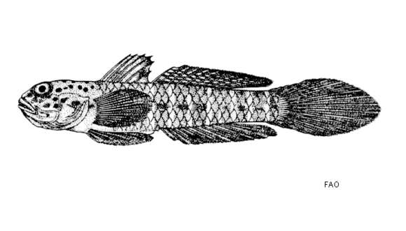 Imagem de Oligolepis cylindriceps (Hora 1923)