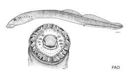 Image of Pit-Klamath brook lamprey