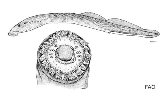 Image of Pit-Klamath brook lamprey