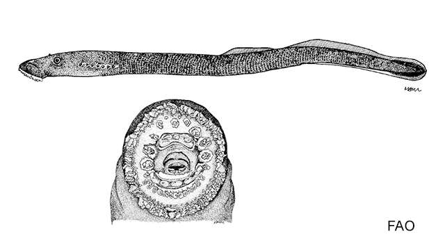 Image of Miller Lake Lamprey