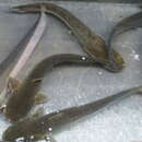 Image of southern catfish