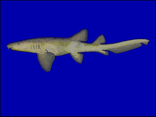 Image of carpet sharks