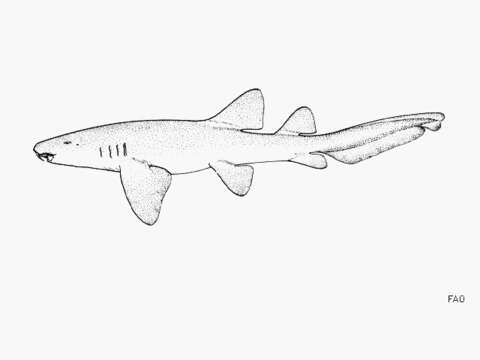 Image of Ginglymostoma