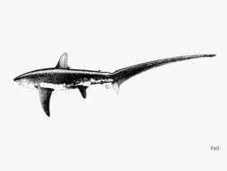 Image of thresher sharks