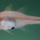 Image of Blackvent cardinalfish