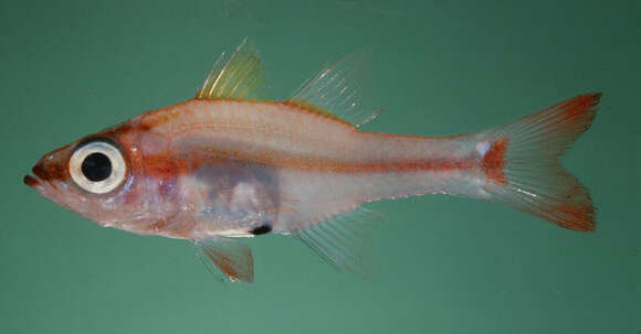 Image of Blackvent cardinalfish