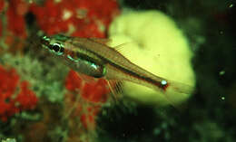 Image of Blackvent cardinalfish