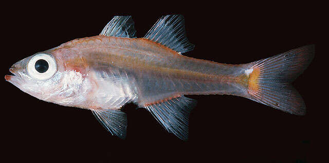 Image of Blackvent cardinalfish