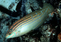 Image of Adorned wrasse