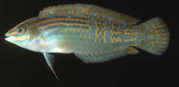 Image of Adorned wrasse