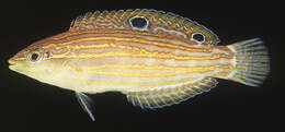 Image of Adorned wrasse