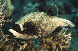 Image of Masked Puffer