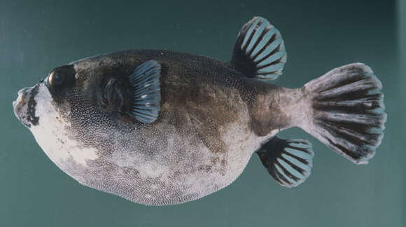 Image of Masked Puffer