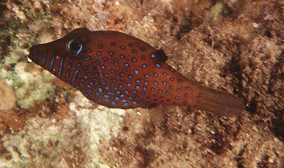 Image de Canthigaster pygmaea Allen & Randall 1977