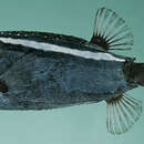Image of Roughskin trunkfish