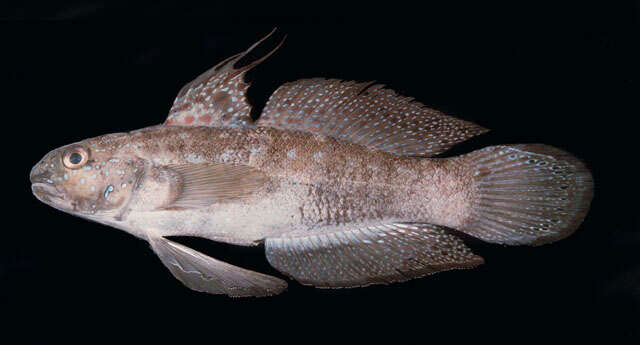 صورة Amblygobius semicinctus (Bennett 1833)